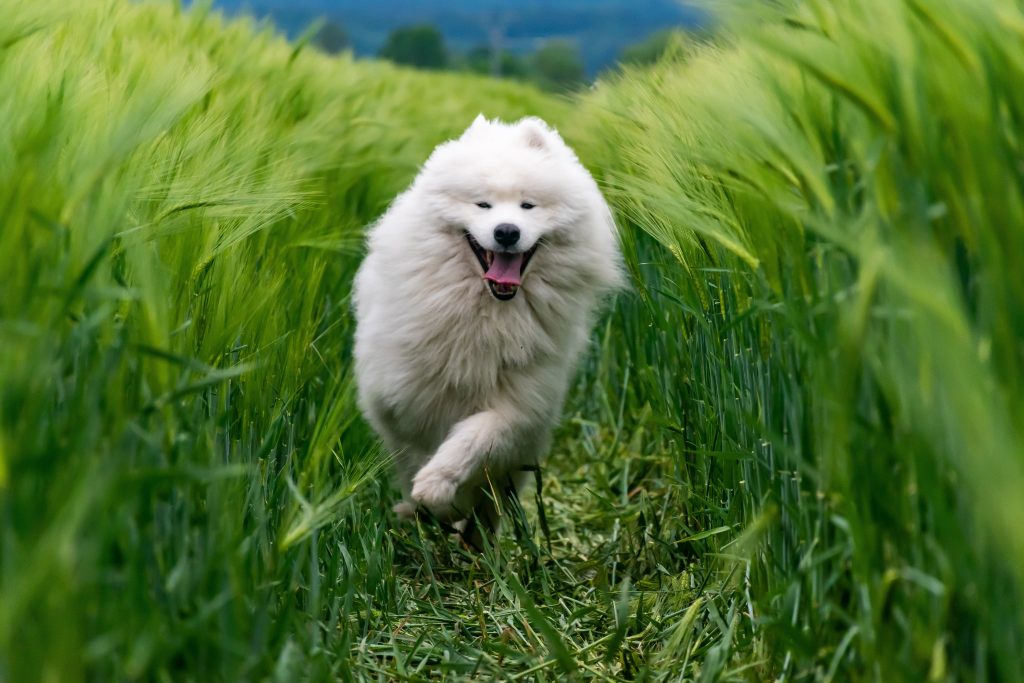 Samoyed happy sammy smile cute dogs 