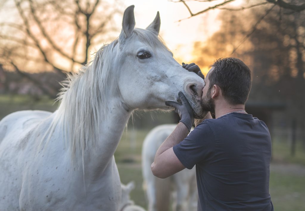 Bute for Horses