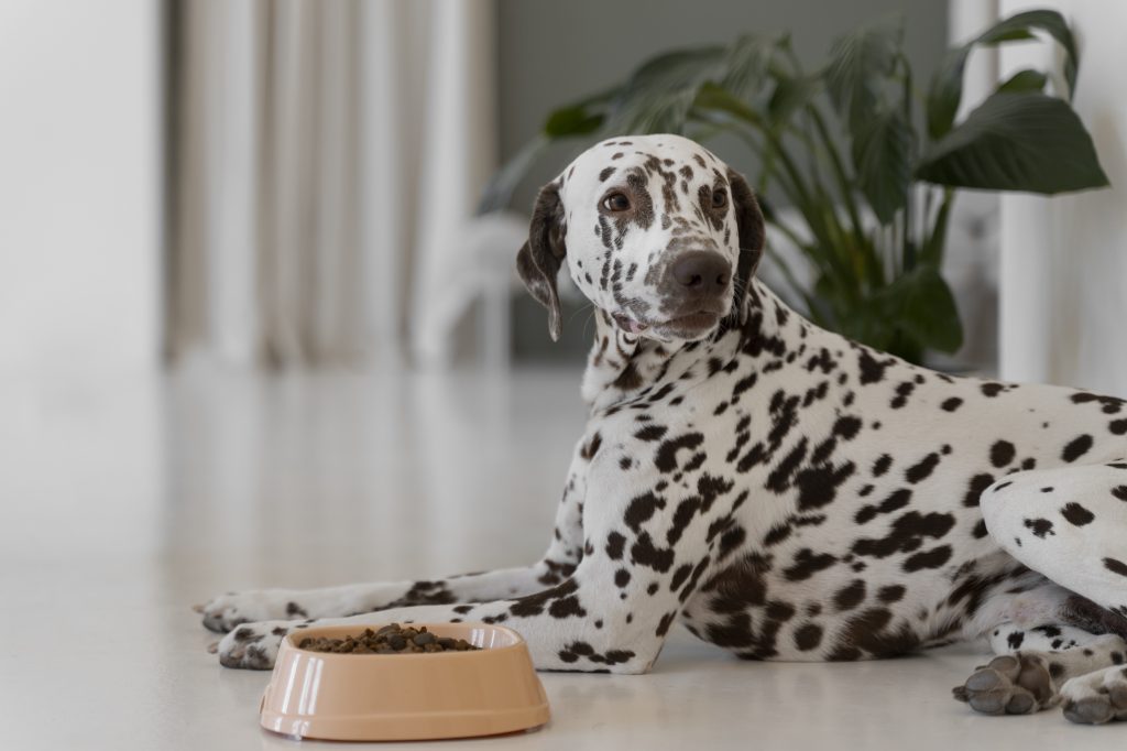 how often do dogs need rabies shots