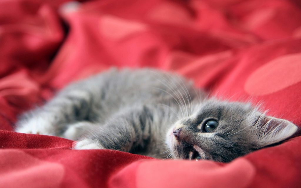 cute Maine Coon kitten 