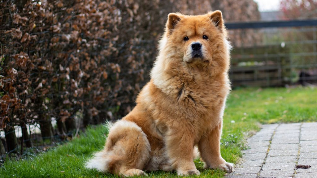 Chow Chow cute dogs cute