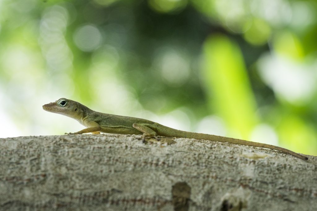 how to get rid of lizards