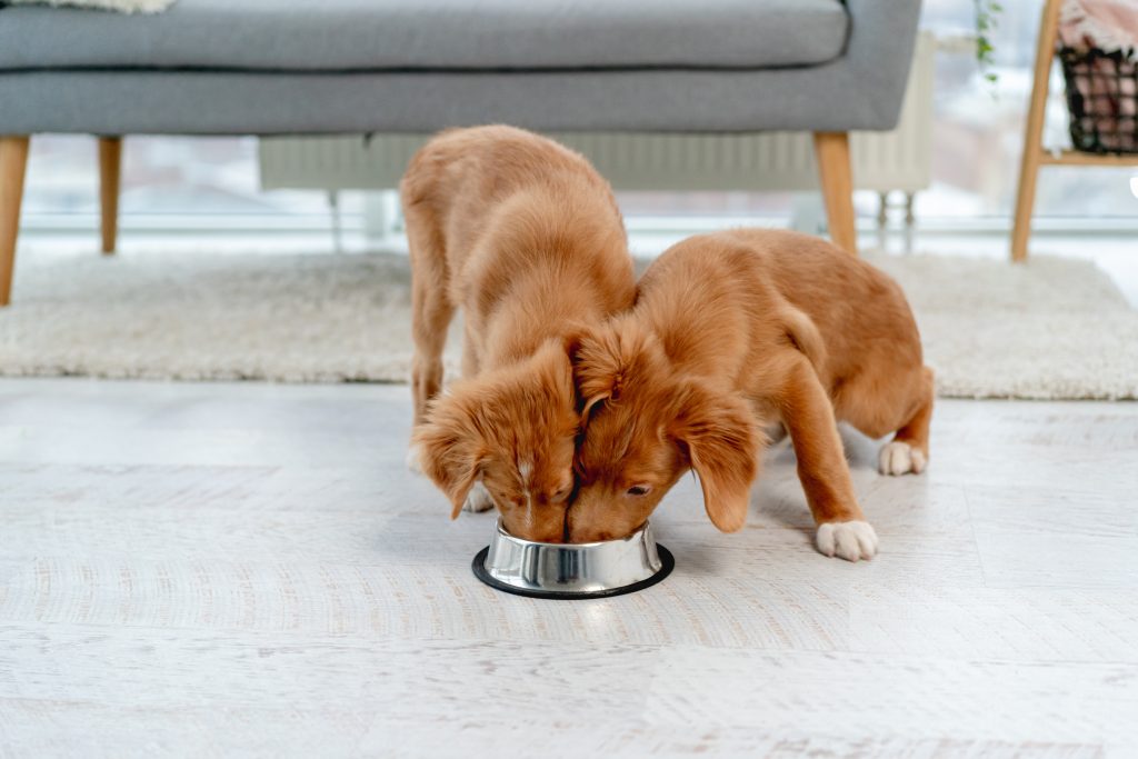 Couple of toller puppies eating from a cat food bowl at home