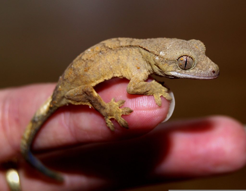 quickly get rid of lizards 