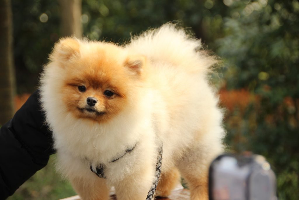 Pomchi
