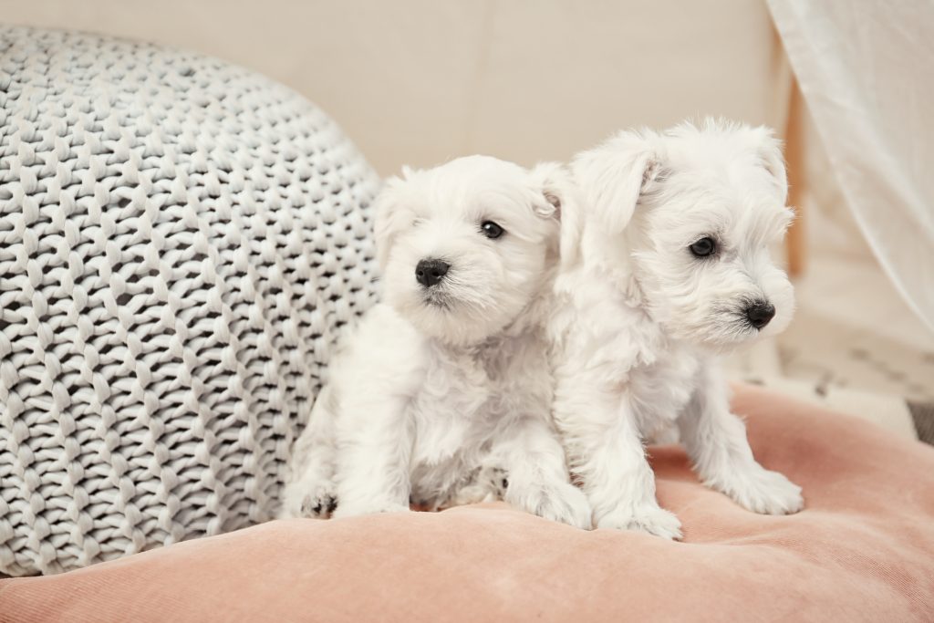 Coton de Tulear