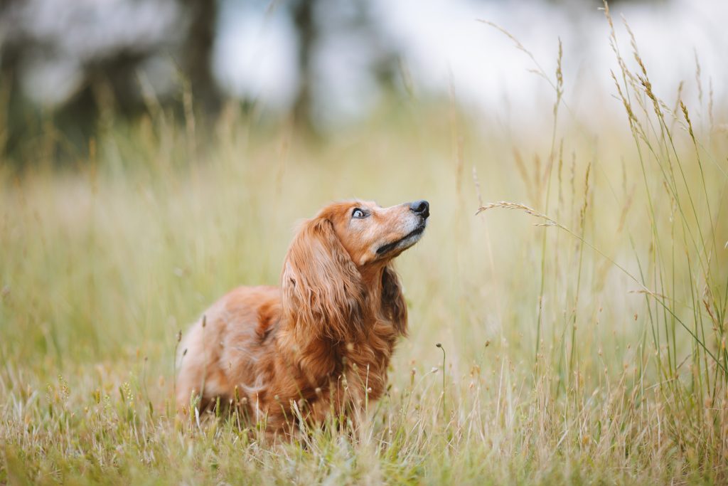 fluffy dachshund