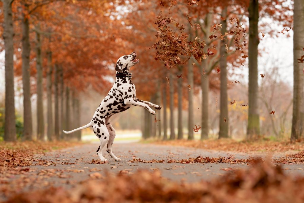 Dalmatian, 101 Dalmatian 