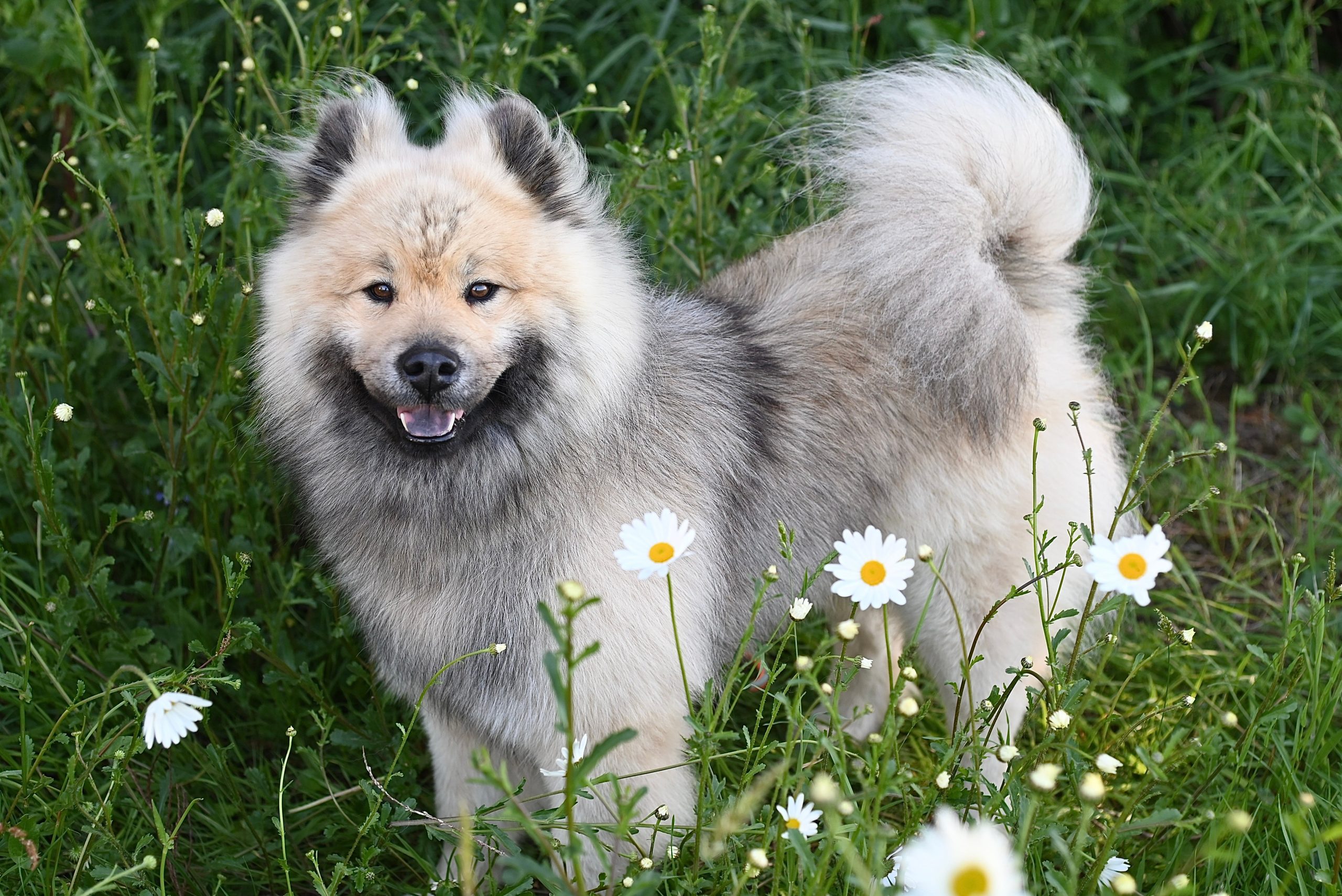 Pisces Dogs have gentle personalities