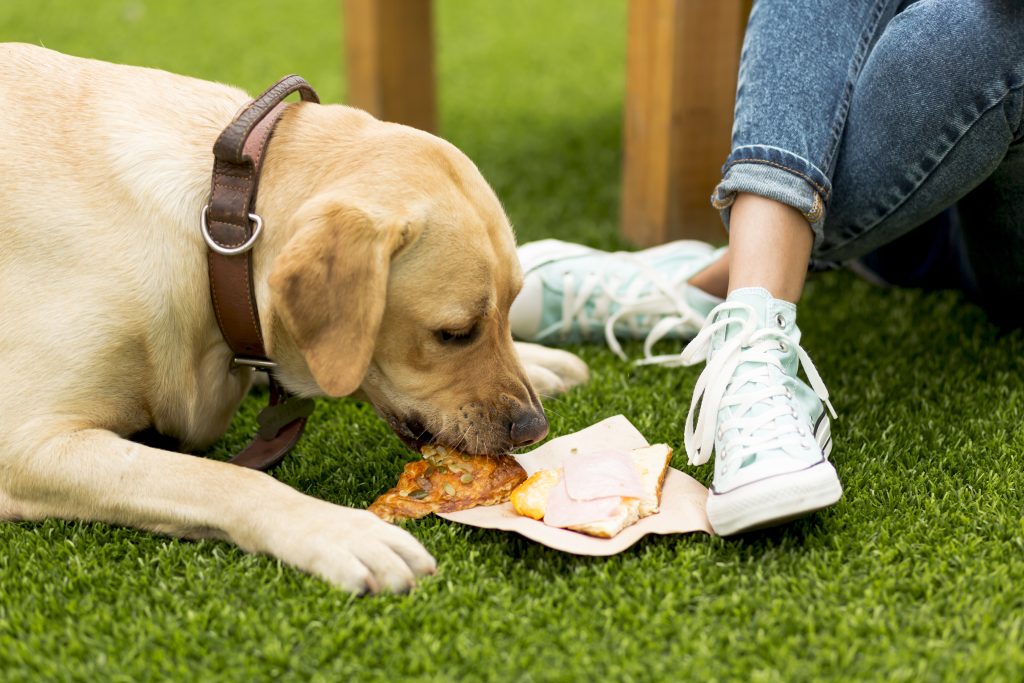 dog trainers for resource guarding