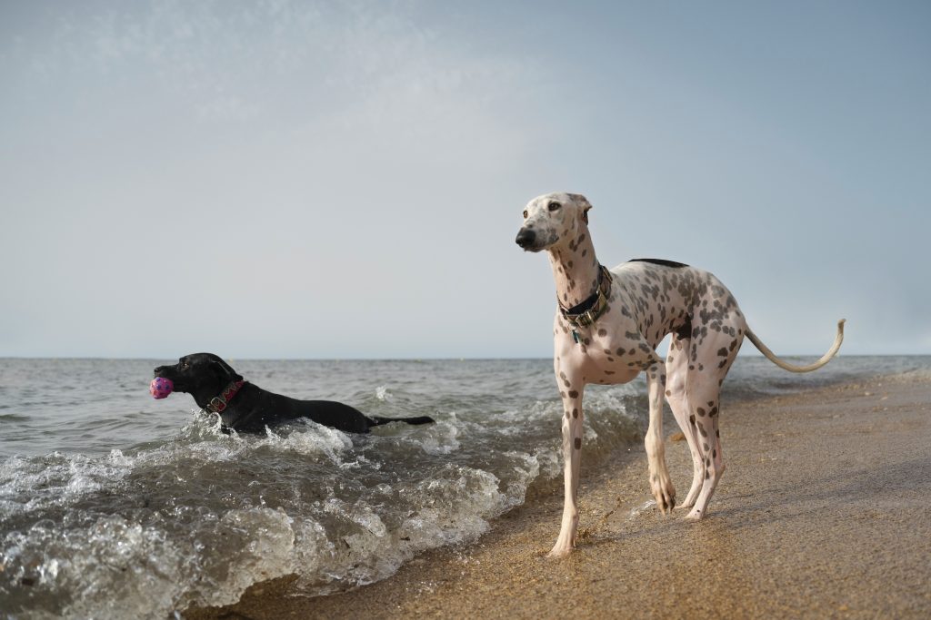 Ibizan Hound