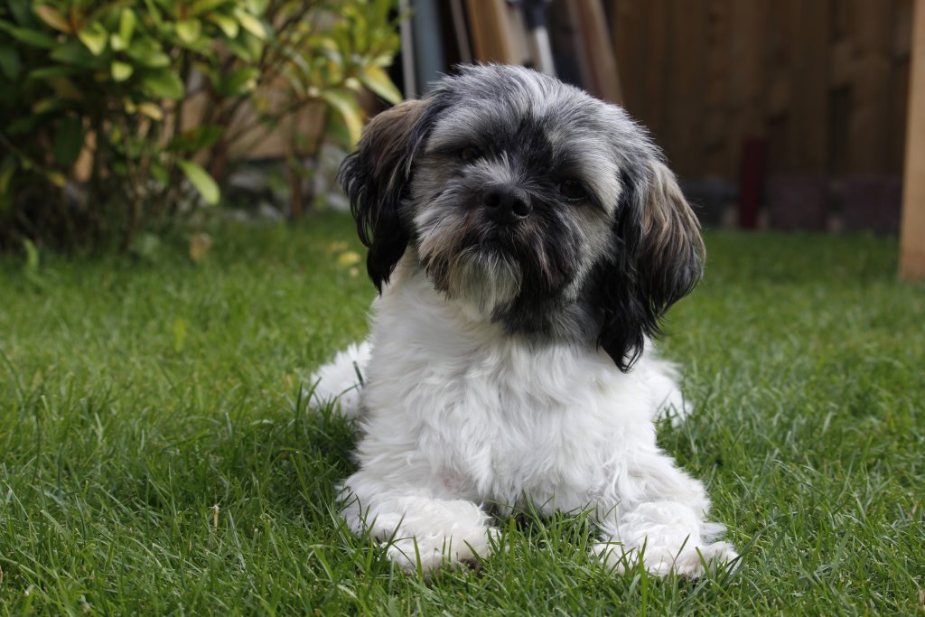 Shih Poo