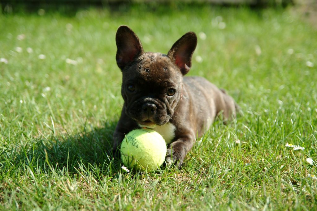 French Bulldog cute dog breeds 