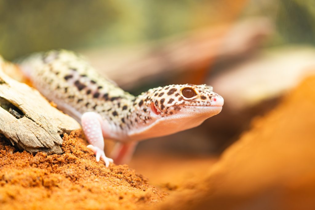 how to get rid of lizards from your home 
