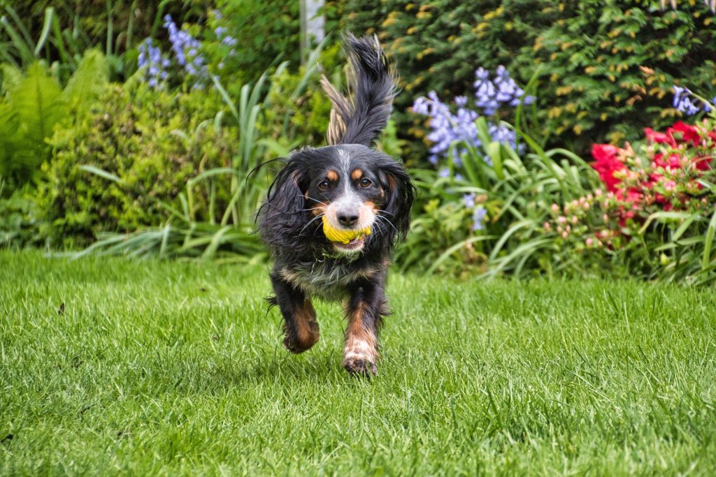 Dog Barking and Anxiety