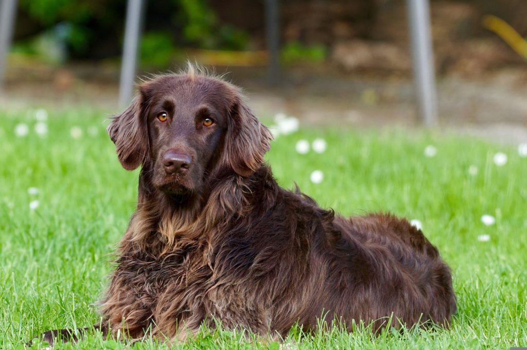 anxiety in dogs 