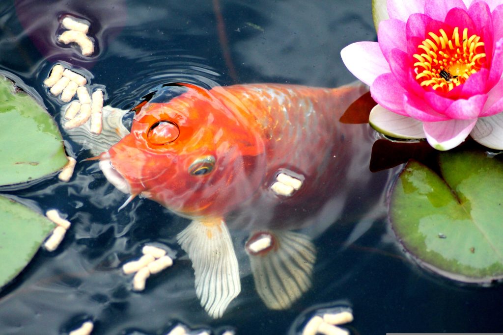 what fish can eat 