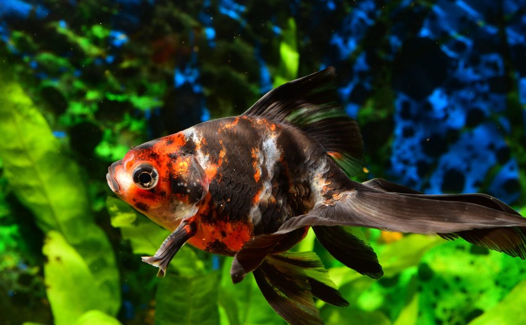 high protein foods for fish  