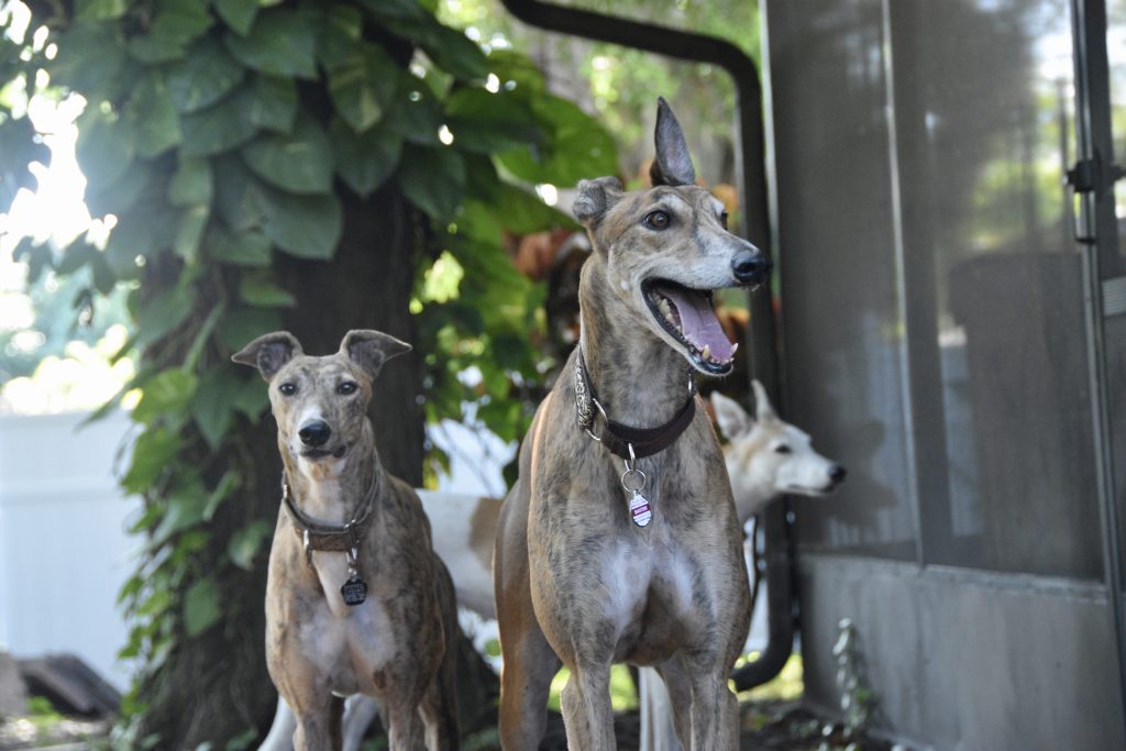 Greyhound