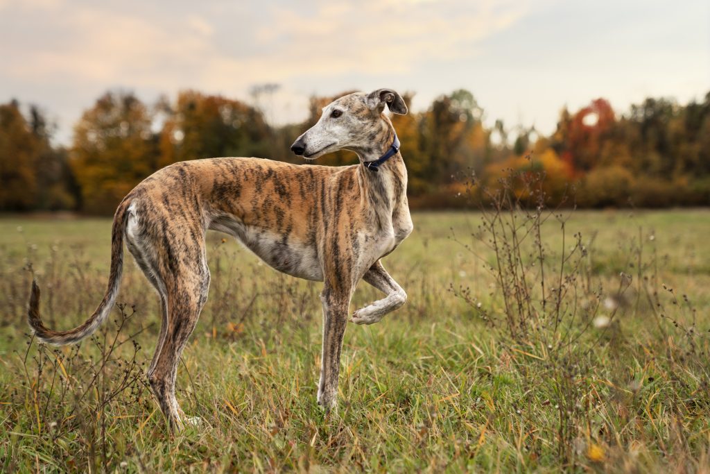 Whippet