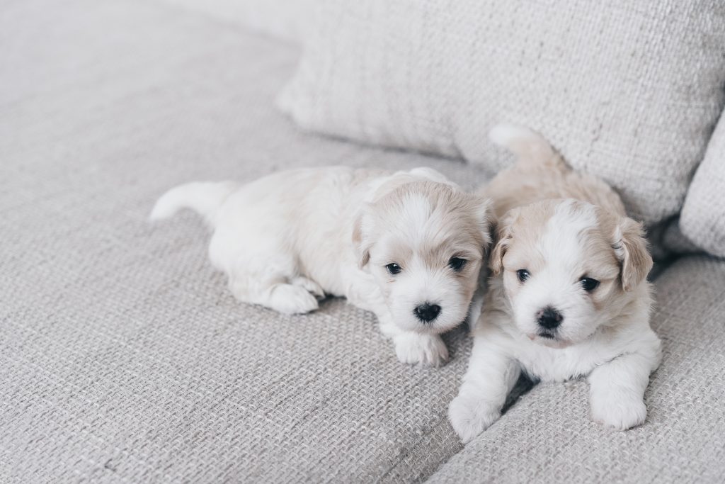Tiny Dog Breeds That Are Perfect for Small Homes and Apartments 