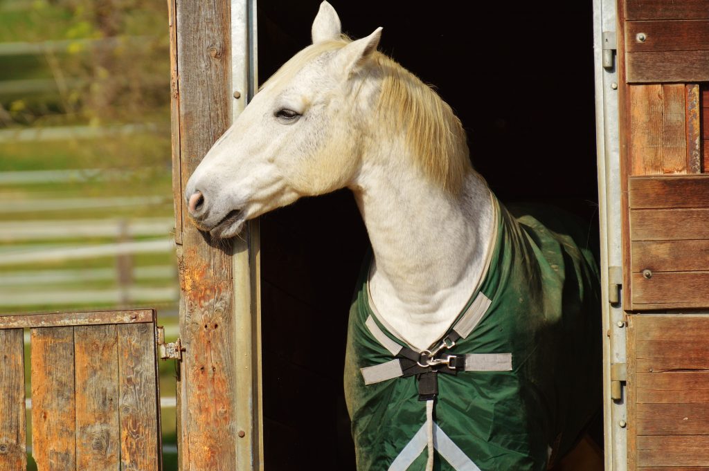 Bute for Horses
