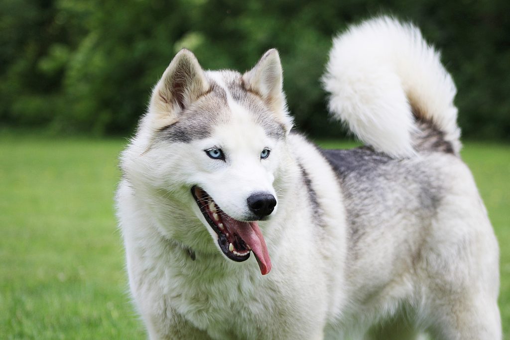 cute puppies, cute dogs, cute dog care