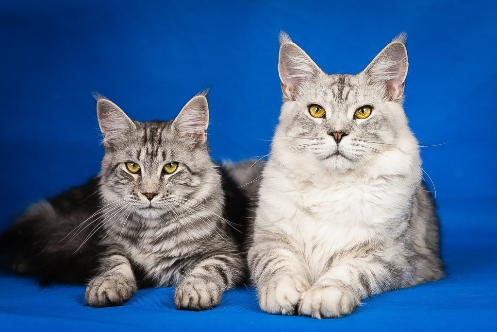 Maine Coon cats and kittens 
