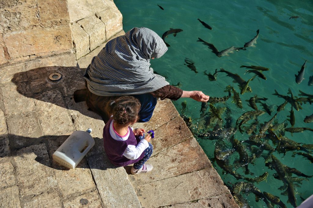 what does fish eat   