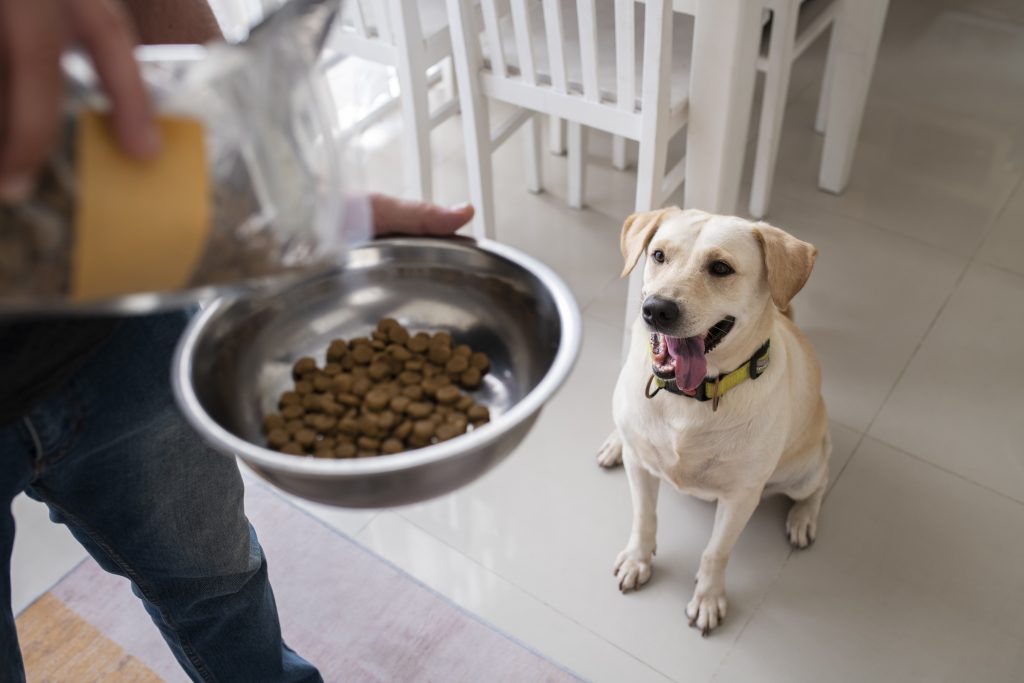 Can Dogs Eat Canned Cat Food?