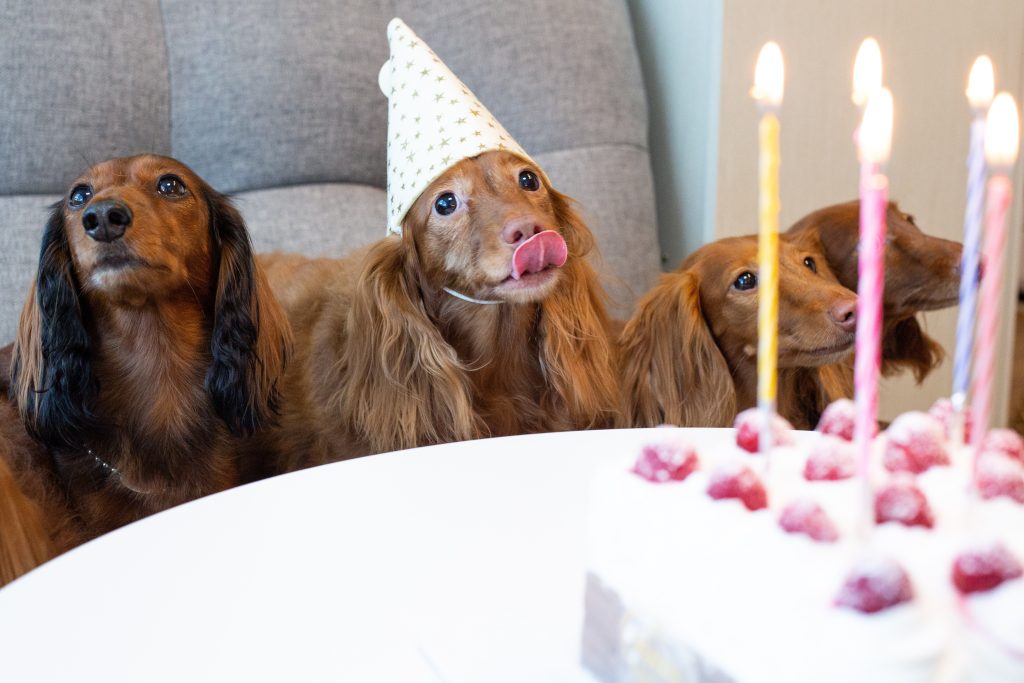 long-haired dachshund care