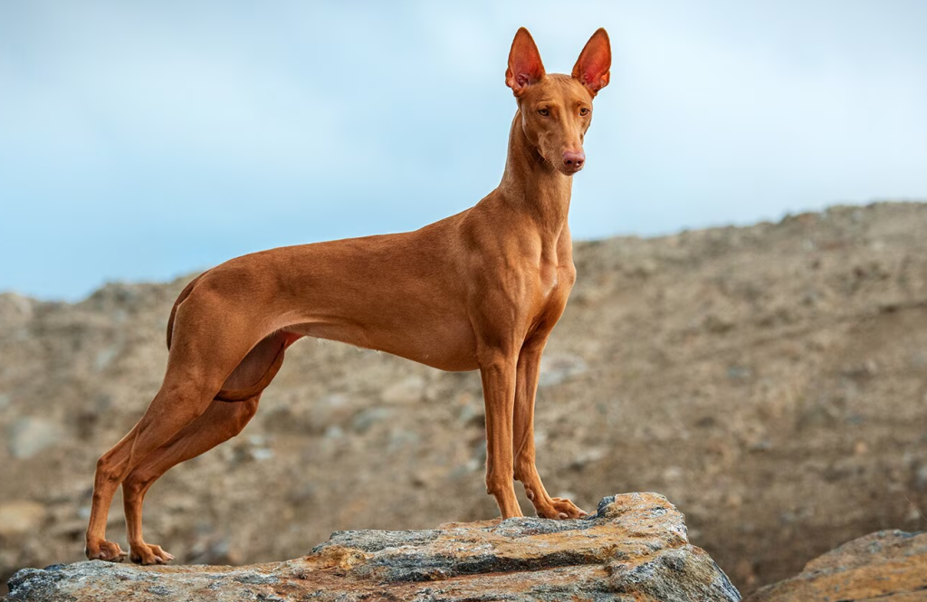 Pharaoh Hound