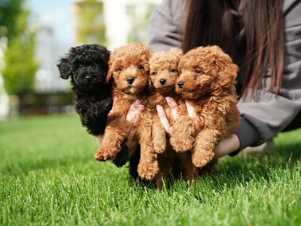 Why Is the Kennel Cough Vaccine for Puppies Important?