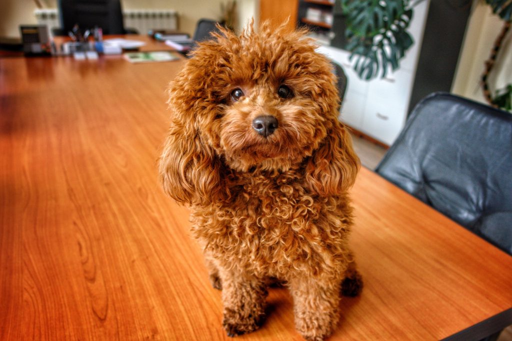 Toy Poodle