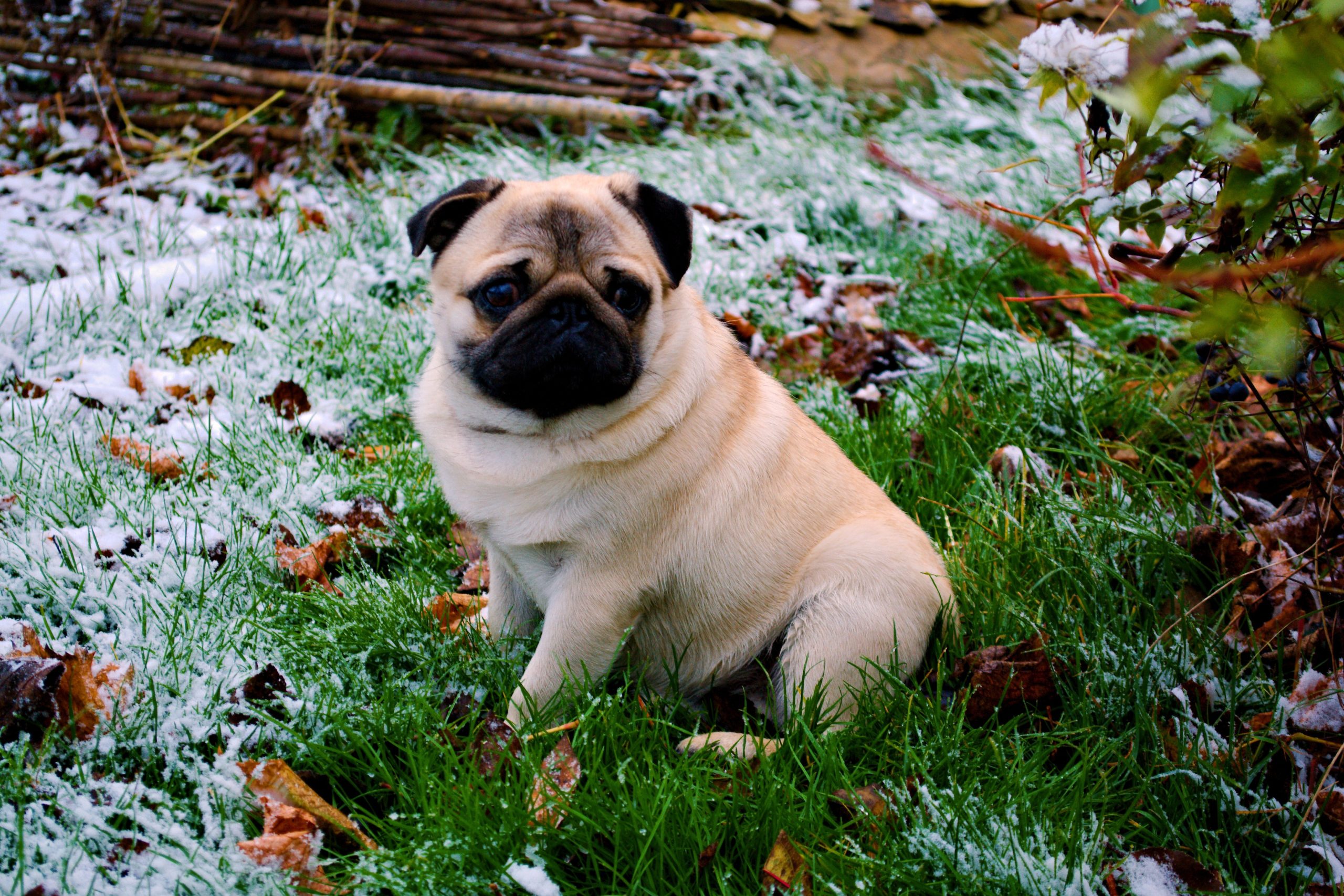 A pug sitting in a snowy landscape, looking curiously at its surroundings.