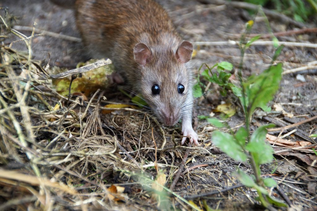 how to get rid of rats in house
