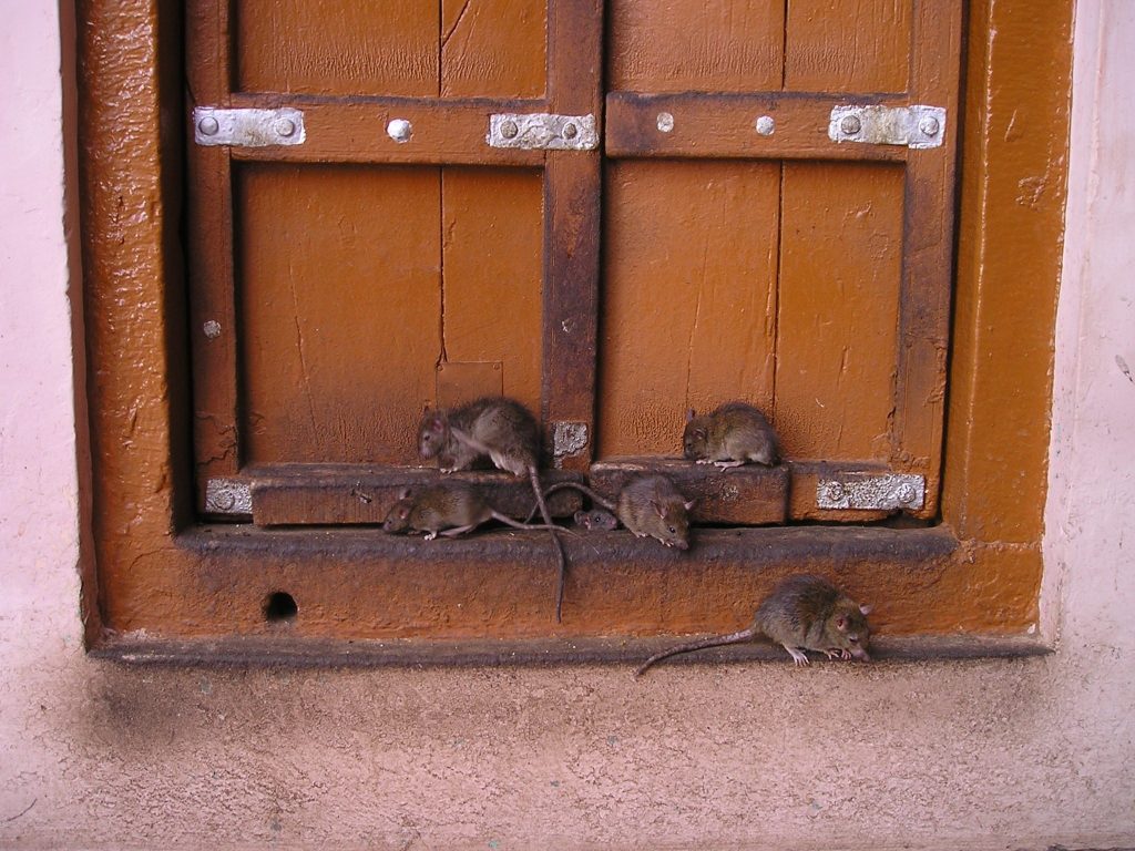 How to Get Rid of Rats? 8 steps 