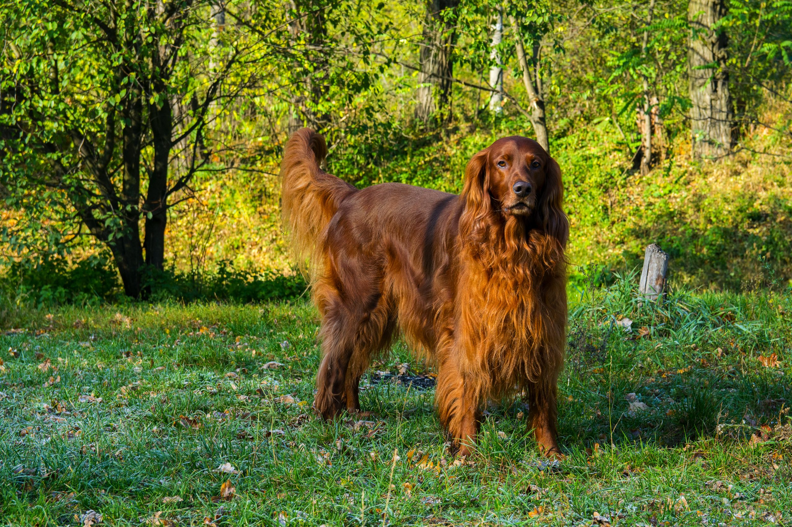 Irish Setters are perfect Libra Dogs 