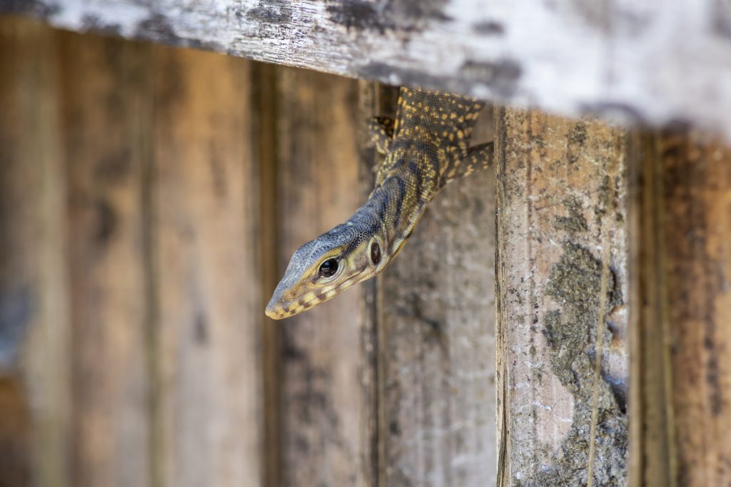 get rid of lizards