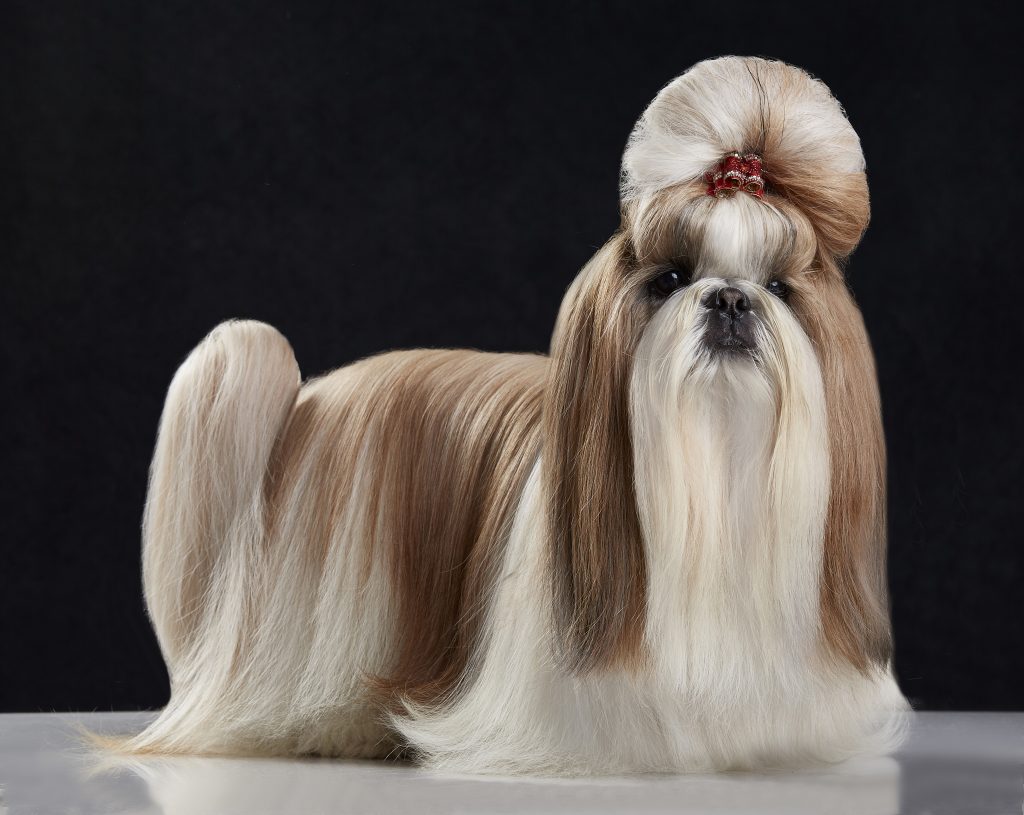 Norwich Terrier