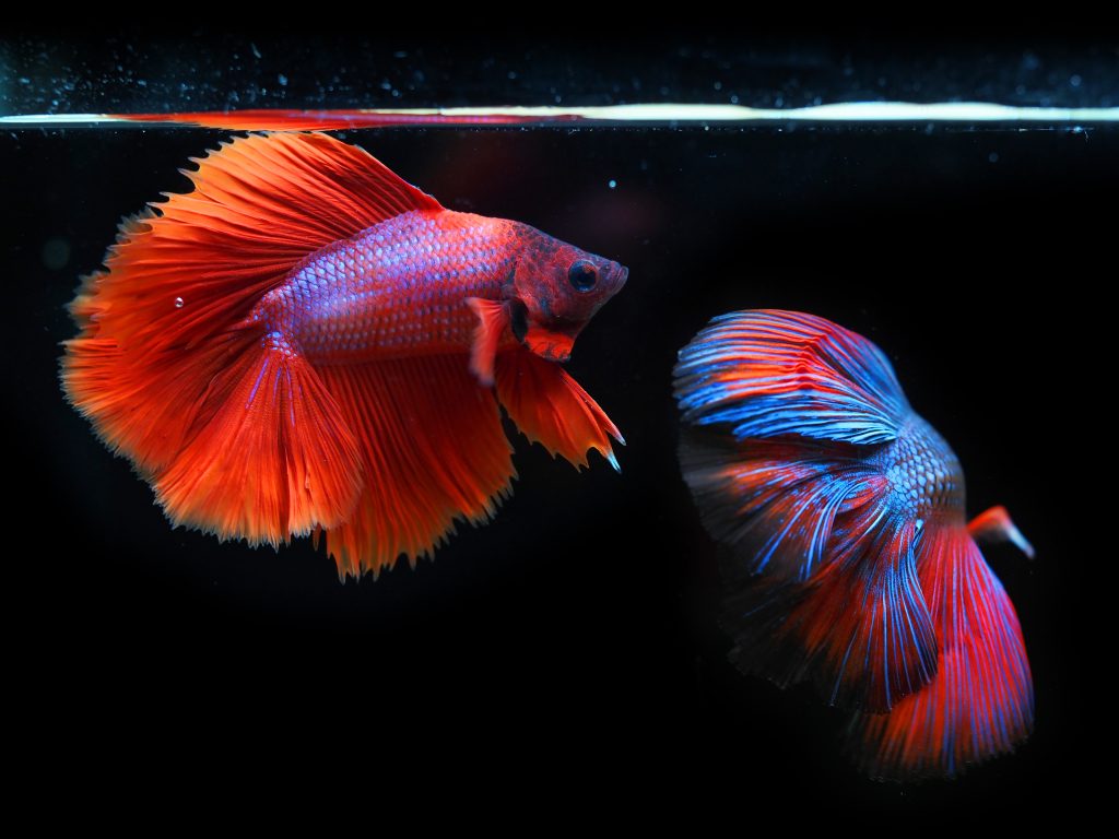 what do fishes eat
