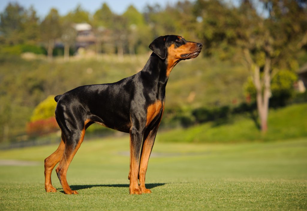 Doberman Pinscher 