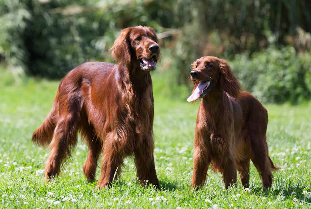 thin dog breeds