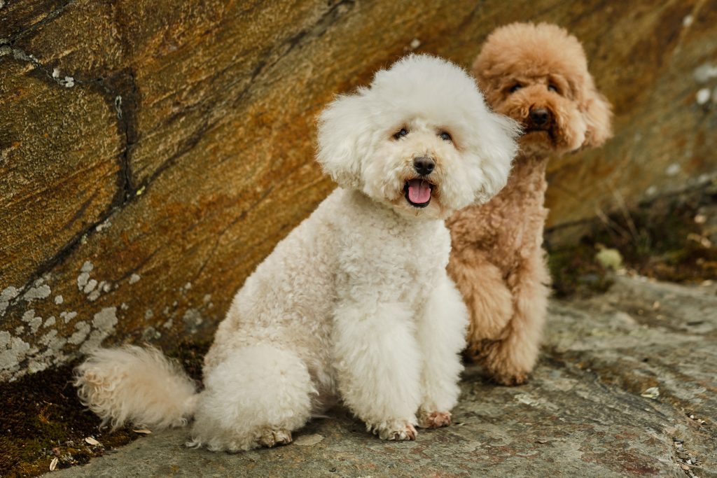 Poodles (Standard, Miniature, Toy)