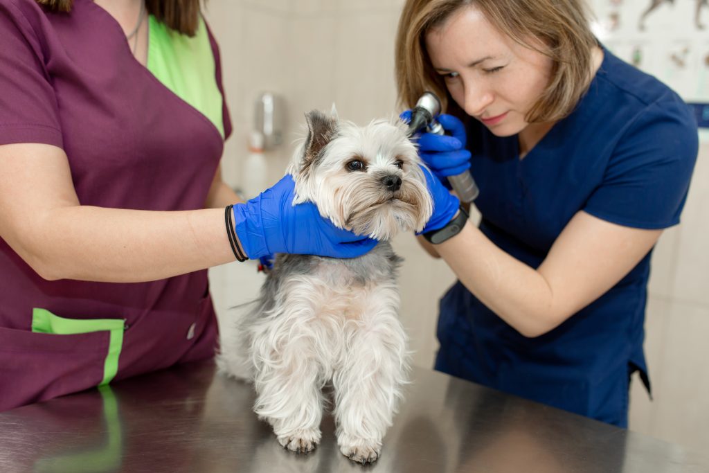Ear mites in dogs