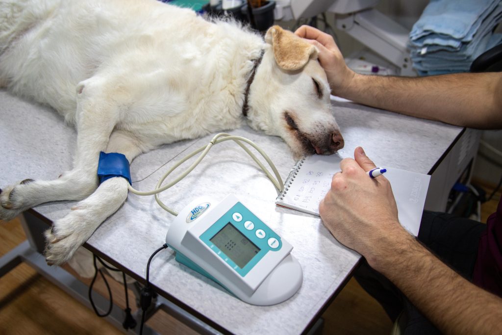 methocarbamol canine