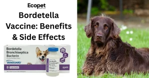 What is Bordetella vaccine?
