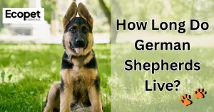 How Long Do German Shepherds Live?