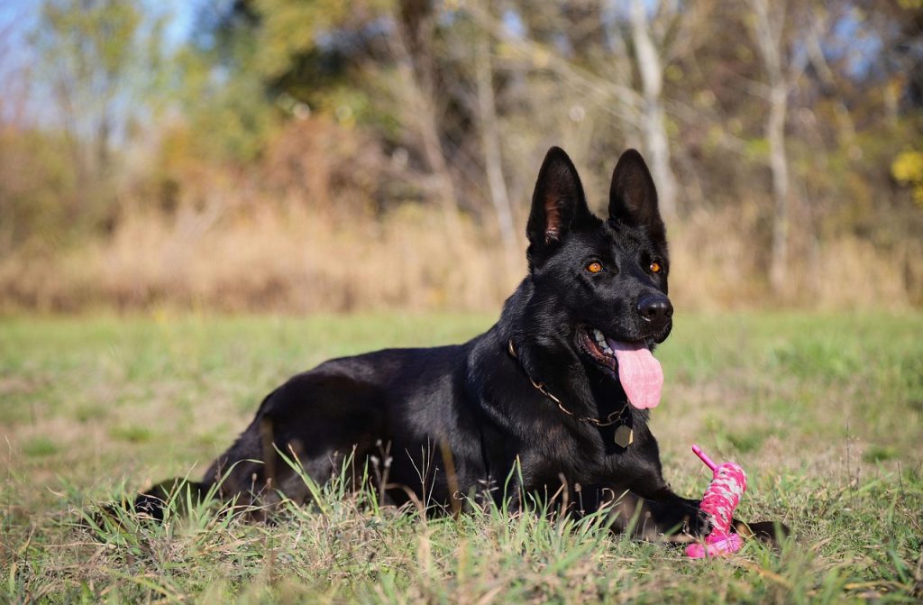 all black German Shepherd