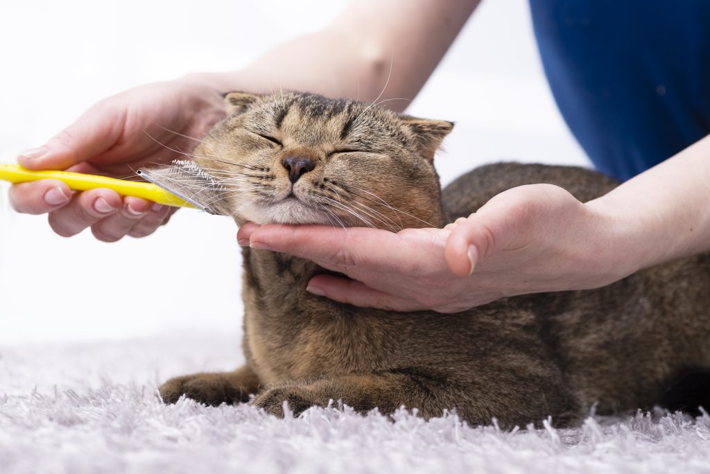 Best flea comb for cats 